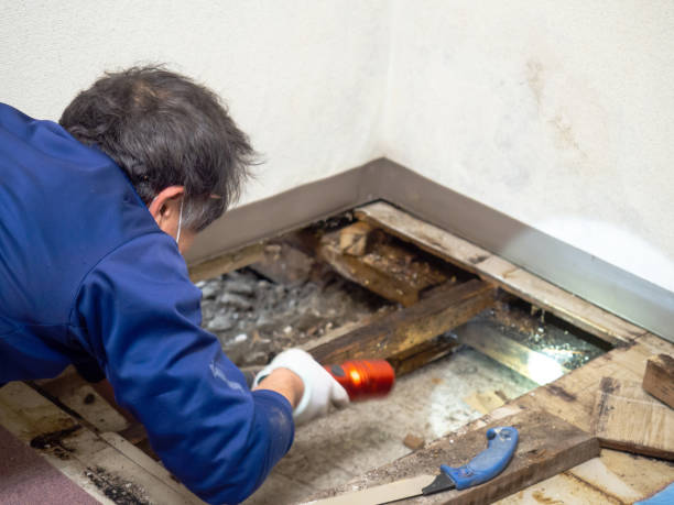 Best Black Mold Remediation in Cross Plains, TN